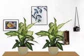 2x Kamerplant Dieffenbachia - ± 30cm hoog – 12 cm diameter - in groene sierpot