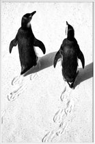 JUNIQE - Poster in kunststof lijst Wandelende pinguïns -30x45 /Wit &