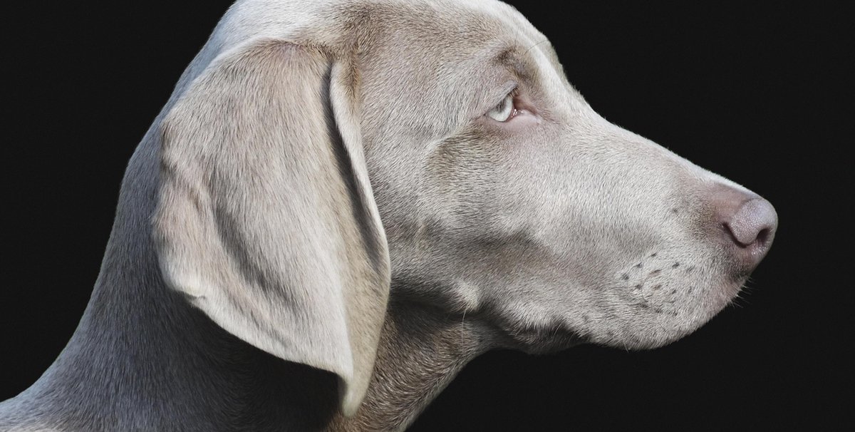 Schilderij - hond - weimarse - Collectie faces - Glas - 98x48cm