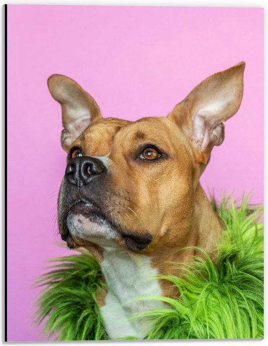 Dibond - Leuke Bruine Hond met een Groene Boa - 30x40cm Foto op Aluminium (Met Ophangsysteem)