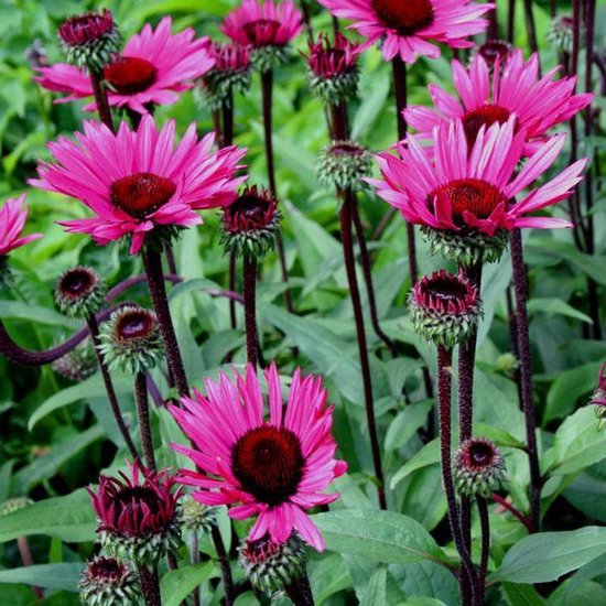 6x Zonnehoed Echinacea Fattal Attraction P9 Pot 9x9