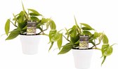 Mama's Planten - Decorum Duo Philodendron Scandens met potten Anna White - Vers van de Kweker - ↨ 15cm - ⌀ 12cm