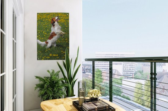 Kooiker se dresse sur les pattes de derrière affiche de jardin toile en vrac 40x60 cm - petit - toile de jardin / toile d'extérieur / Peintures pour l'extérieur (décoration de jardin)