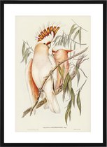 Vintage Poster Kaketoe - Elizabeth Gould - Vintage Art Botanisch - Plant en Bloemen