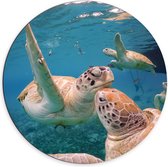 Dibond Wandcirkel - Zeeschildpaddenfamilie  - 70x70cm Foto op Aluminium Wandcirkel (met ophangsysteem)