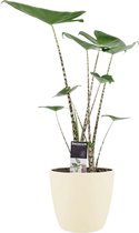 Kamerplant van Botanicly – Olifantsoor incl. crème kleurig sierpot als set – Hoogte: 70 cm – Alocasia Zebrina