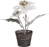 J-Line Poinsettia En Pot Blanc Enneige 19Cm