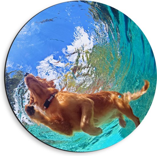 Dibond Wandcirkel - Onderaanzicht van Zwemmende Hond - 40x40cm Foto op Aluminium Wandcirkel (met ophangsysteem)