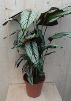 Calathea Whitestar Pauwenplant wit blad 60 cm