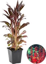 Lobelia 'Queen Victoria | Kardinaalsbloem - Vijverplant in kwekerspot ⌀9 cm - ↕15 cm