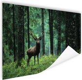 Poster Cerf élaphe dans la forêt 150x75 cm - Tirage photo sur Poster (décoration murale salon / chambre) / Poster Animaux