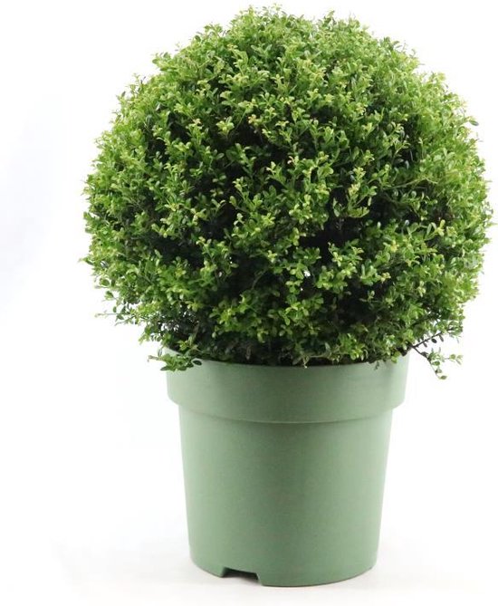 Ilex Crenata Ball Bol ilex-crenata-ball-bol