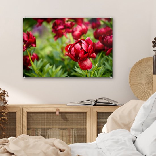 MuchoWow® Peinture sur verre 60x40 cm - Peinture sur verre acrylique - Un jardin rempli de pivoines rouges - Photo sur verre - Peintures