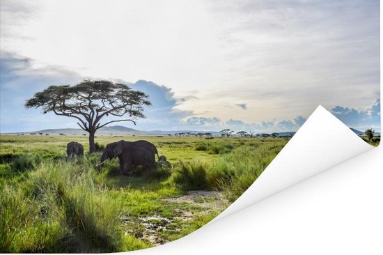 Hoog groen gras en wilde dieren in het Nationaal park Serengeti in Tanzania Poster 30x20 cm - klein - Foto print op Poster (wanddecoratie woonkamer / slaapkamer)