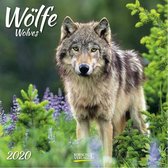 Maandkalender - Wolves - 2020 - 30x30