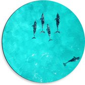 WallClassics - Dibond Muurcirkel - Dolfijnen in Helder Blauw Water - 50x50 cm Foto op Aluminium Muurcirkel (met ophangsysteem)
