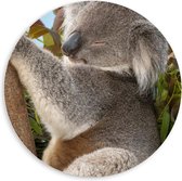 PVC Schuimplaat Muurcirkel - Slapende Koala op Takken met Bladeren - 60x60 cm Foto op Muurcirkel (met ophangsysteem)