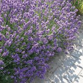 50 x Lavendel Dwarf Blue - Vaste Planten - Tuinplanten Winterhard - Lavandula angustifolia 'Dwarf Blue' in 9x9 pot met hoogte 5-10cm