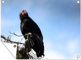Tuinposter - Tuindoek - Tuinposters buiten - Een Californische condor zit in een boom - 120x90 cm - Tuin