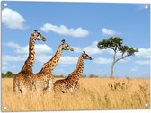 Tuinposter – Giraffen in het Hoge Gras - 80x60 cm Foto op Tuinposter (wanddecoratie voor buiten en binnen)