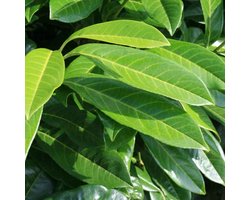 3 stuks | Laurier 'Herbergii' Kant-en-klaar Hagen 150 cm Kant-en-klaar Hagen - Bloeiende plant - Compacte groei - Makkelijk te snoeien - Wintergroen - Zeer winterhard