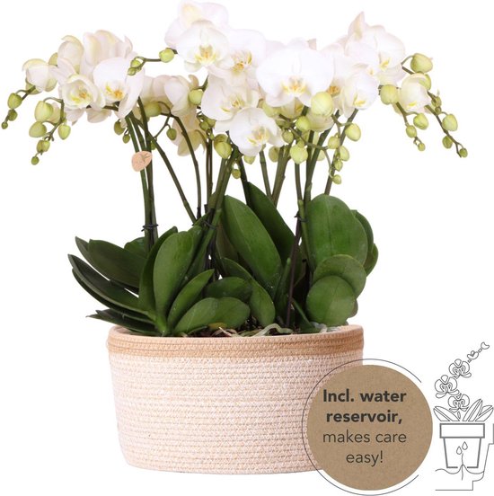 Foto: Kolibri orchids complete orchidee nset in cotton basket drie witte orchidee n ghent 12cm mono bouquet wit incl waterreservoir 