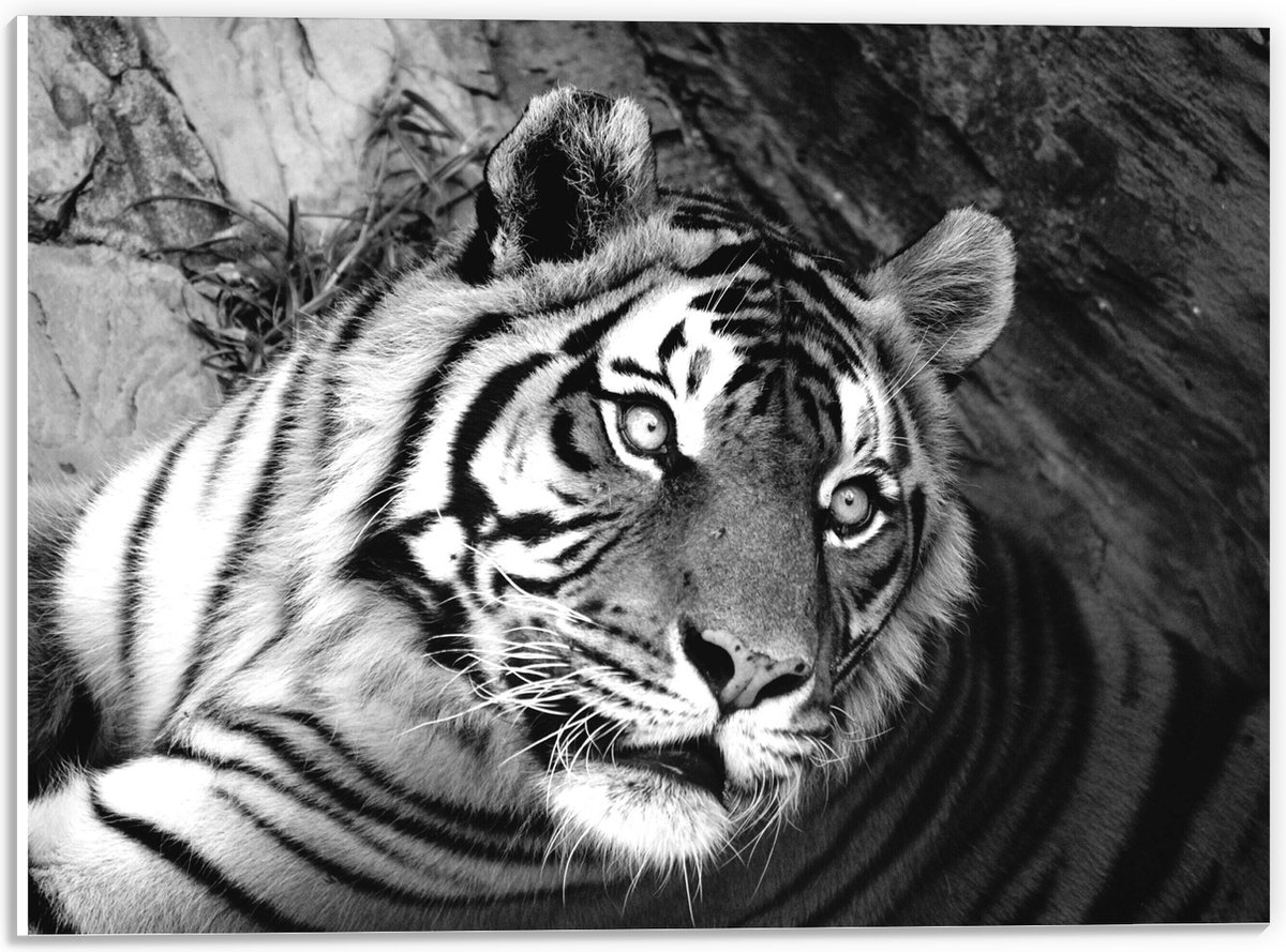 PVC Schuimplaat- Liggende Tijger bij Boomstam (Zwart- wit) - 40x30 cm Foto op PVC Schuimpl