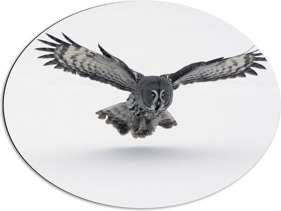 Dibond Ovaal - Grijze Uil met Gespreide Vleugels op Witte Achtergrond - 80x60 cm Foto op Ovaal (Met Ophangsysteem)