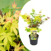 Plant in a Box - Acer palmatum 'Festival' - Japanse esdoorn Winterhard - Pot 19cm - Hoogte 60-70cm