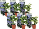 Plant in a Box - Hortensia Teller - Set van 6 - Blauw - Tuinhortensia - Pot 9cm - Hoogte 25-40cm