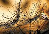 Fotobehang - Vlies Behang - Close-up van Paardenbloemen en Waterdruppels - 312 x 219 cm