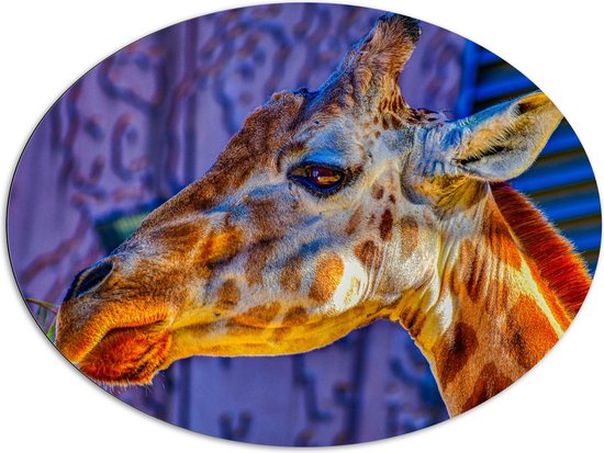WallClassics - Dibond Ovaal - Zijaanzicht van Etende Giraffe - 108x81 cm Foto op Ovaal (Met Ophangsysteem)