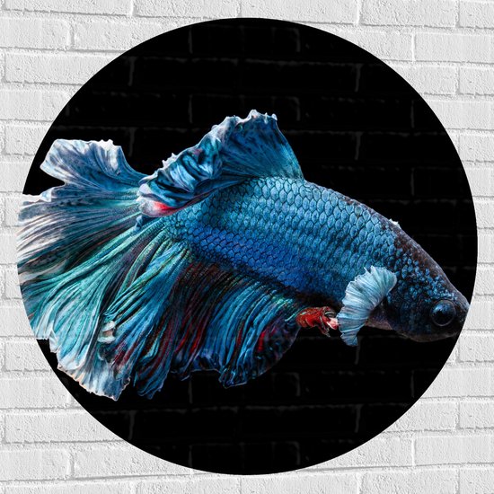 WallClassics - Muursticker Cirkel - Blauwe Kempvis met Zwarte Achtergrond - 100x100 cm Foto op Muursticker