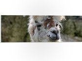 WallClassics - PVC Schuimplaat- Witte Lama van dichtbij - 60x20 cm Foto op PVC Schuimplaat