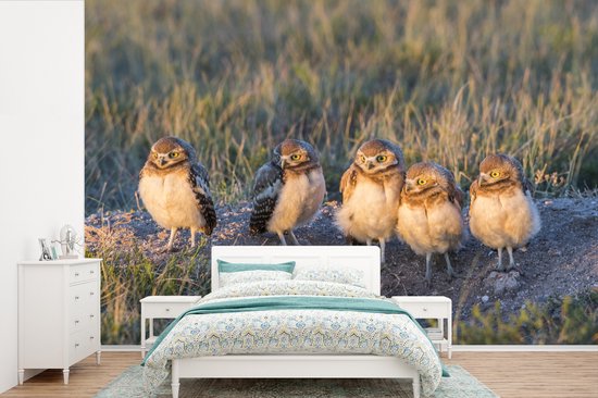 Papier peint photo peint vinyle - Cinq hiboux dans le Wyoming largeur 330 cm x hauteur 220 cm - Tirage photo sur papier peint (disponible en 7 tailles)