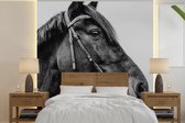 Behang - Fotobehang Paard - Halster - Portret - Breedte 300 cm x hoogte 300 cm