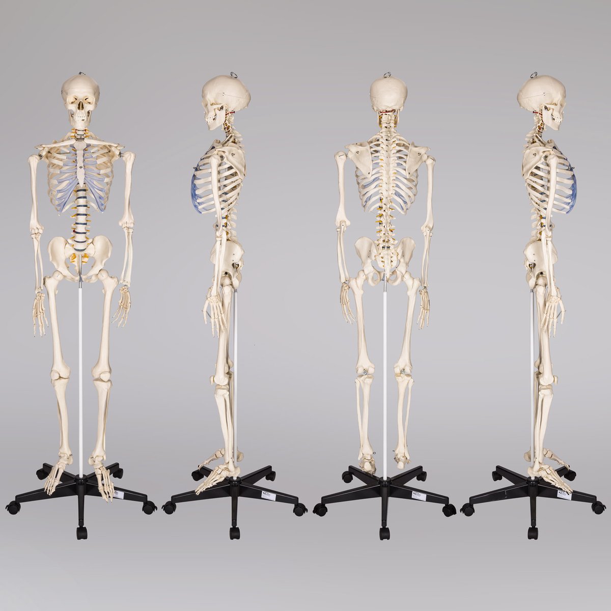 tectake® Anatomie Skelet - 181cm - Levensgroot Medisch Model op Staandaard met Wielen - Beweegbaar - Afneembare Onderdelen - incl. Poster met Spieren en Botten — afbeelding 4