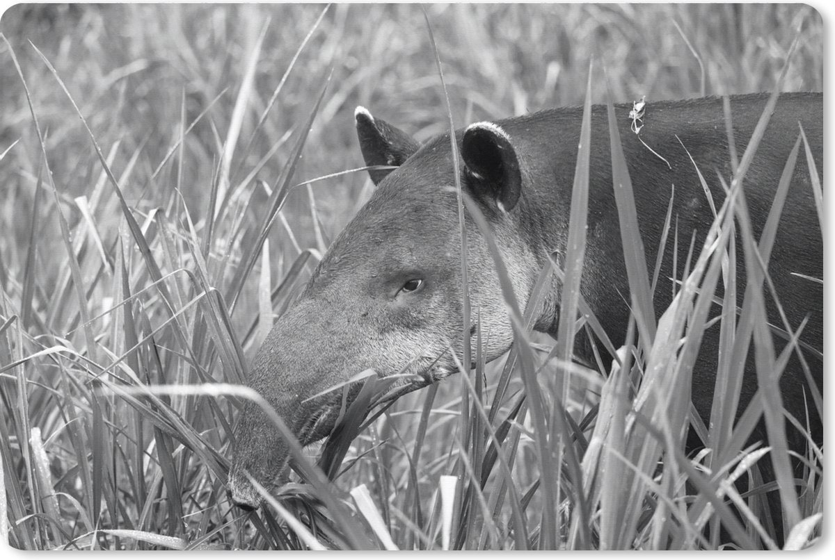 Muismat XXL 120x80 cm - Bureau onderlegger - Bureau mat Midden-Amerikaanse Tapir in het nationaal park van Costa Rica in zwart wit - Bureaumat - Gaming mousepad xl - Bureaulegger groot - Computer deskmat