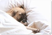 Muismat XXL - Bureau onderlegger - Bureau mat - Hond slaapt in bed met een knuffel - 90x60 cm - XXL muismat