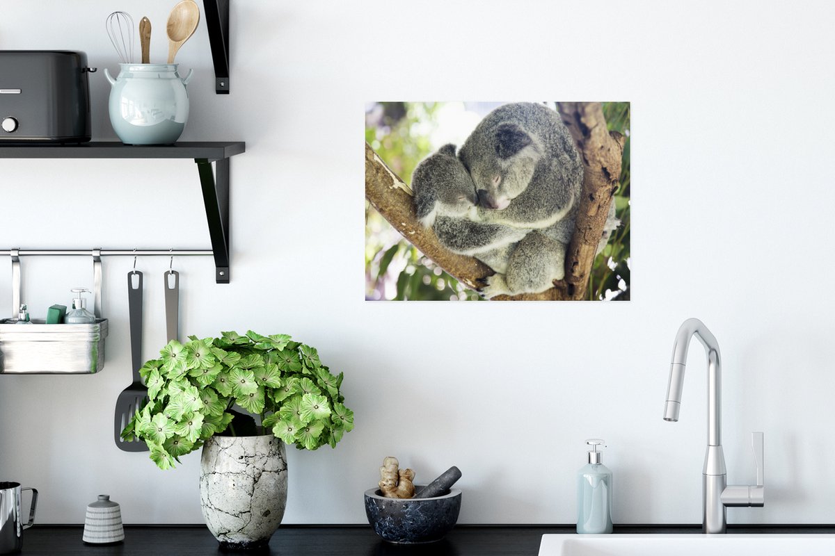 Affiche - Un koala câlin - 120x90 cm