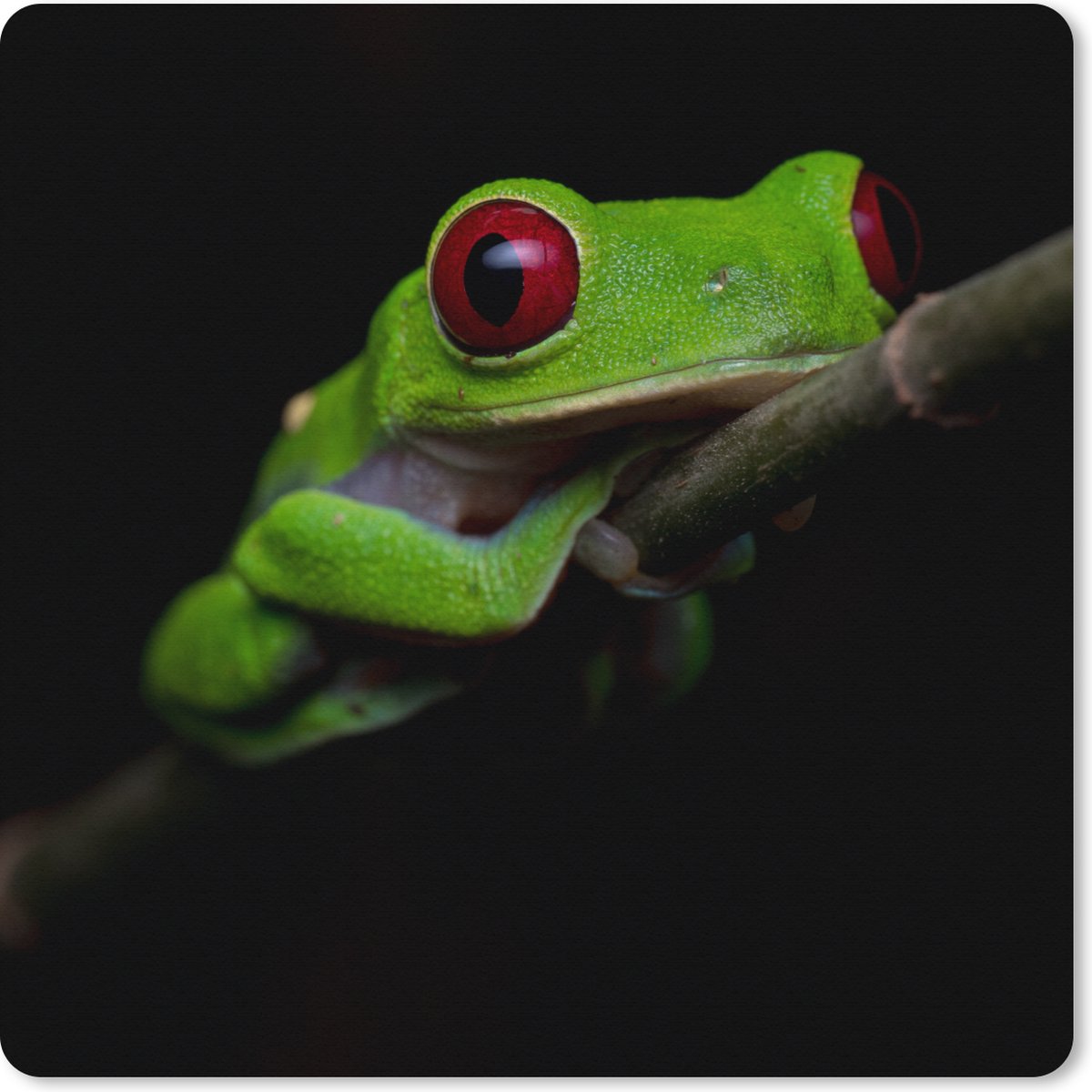 Muismat XXL 80x80 cm - Bureau onderlegger - Bureau mat Roodoogmakikikker op zwarte achtergrond - Bureaumat - Gaming mousepad xl - Bureaulegger groot - Computer deskmat