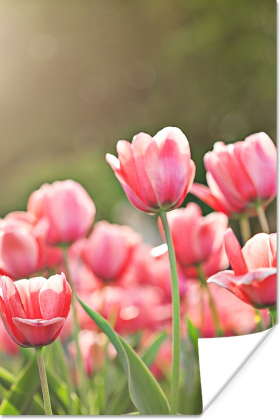 Poster Tulpen - Zon - Lente