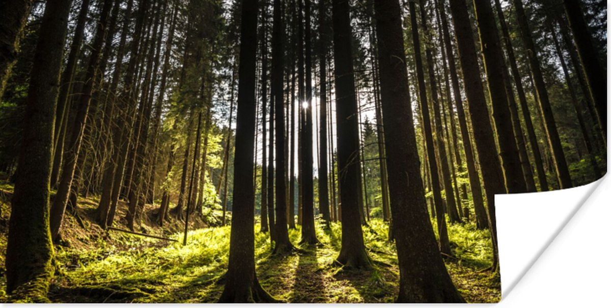 Poster Boom - Natuur - Zon - Bos - 80x40 cm