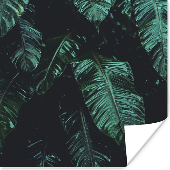 Poster Jungle - Palmboom - Bladeren - Tropisch - 30x30 cm
