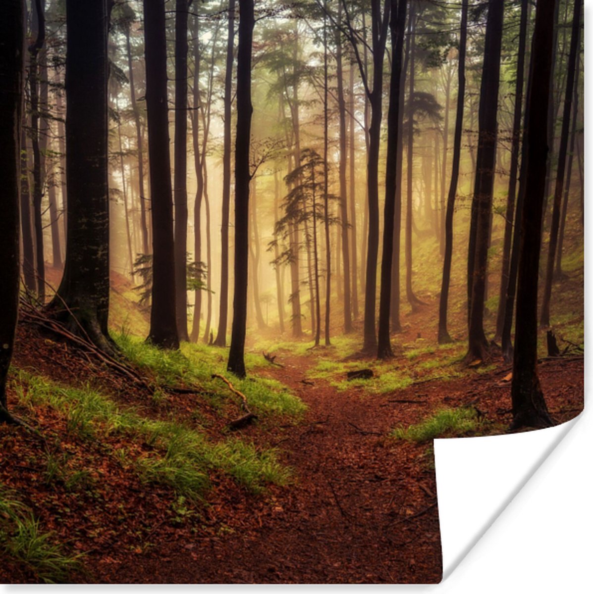 Poster Bomen - Natuur - Bos - 75x75 cm