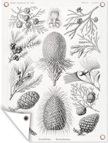 Tuinposter - Kunst - Schuttingposter - Ernst Haeckel - Tuin - 60x80 cm - Tuindecoratie - Muurdecoratie - Tuindoek - Buitenposter