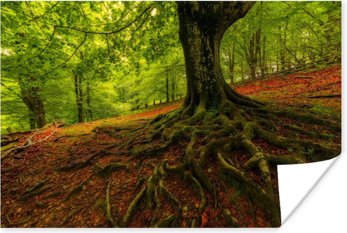 Poster Boom - Bos - Herfstbladeren - 90x60 cm