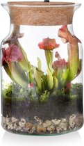 Ecosysteem plant met lamp - Ecoworld Tropical Corky Glas - Sarracenia plant in glas - Ø 13 cm - Hoogte 20 cm