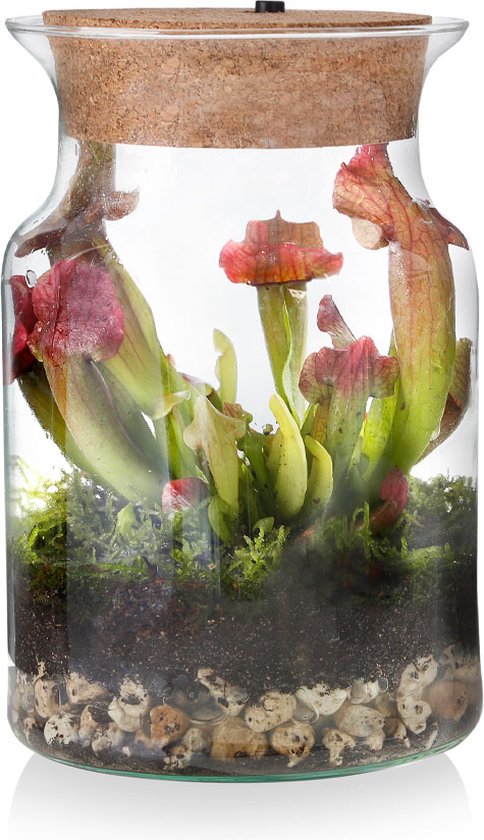 Ecosysteem plant met lamp - Ecoworld Tropical Corky Glas - Sarracenia plant in glas - Ø 13 cm - Hoogte 20 cm