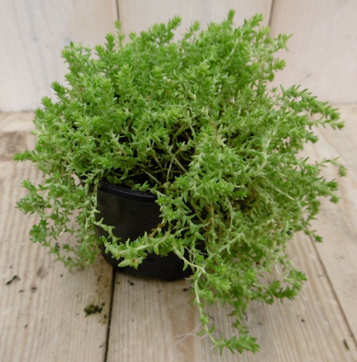 Warentuin natuurlijk - 3 stuks! Rotsplant Sedum lichtgroen